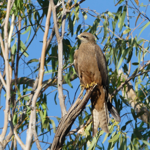 1453-Kununurra