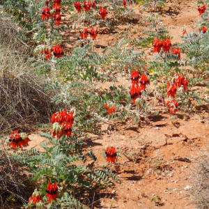 1709-Broome-Karratha