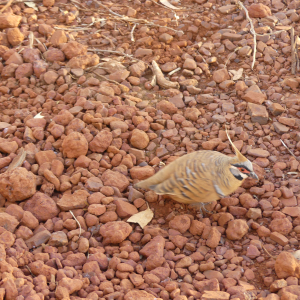 1902-Karijini-NP