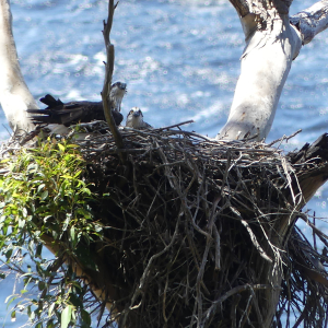 201-Eagle-Nest