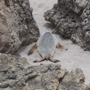 446-Sealion-Bay-nach Ceduna