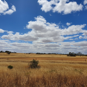 448-Ceduna- Coodlie-Park