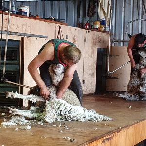 495-Ship-Shearing