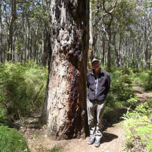 97-Leeuwin-Forest