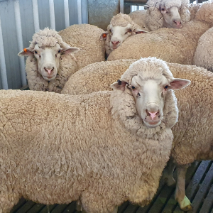 500-Ship-Shearing
