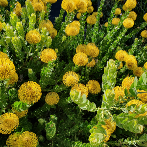 76-Blumen-um-Margaret-River