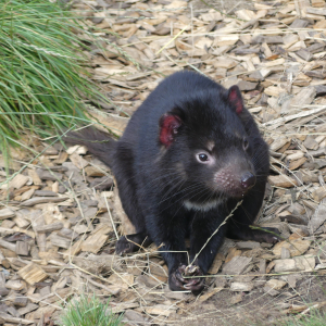 333-Tasmanian-Devil