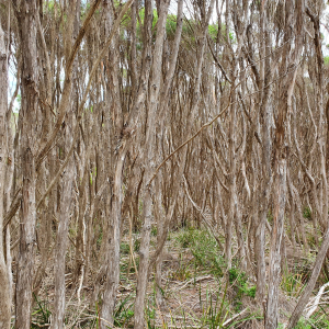 8-Devenport