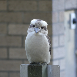 33-Hawks-Nest