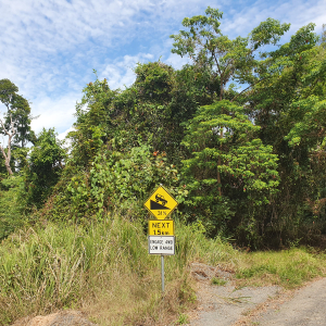 197-Cape-Tribulation