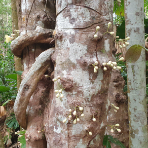 235-Cape-Tribulation