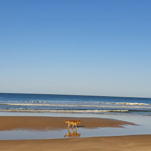 394-Fraser-Island