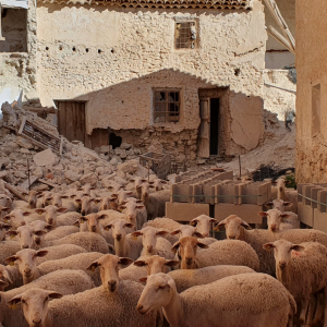 80-Orce