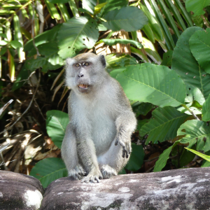 445-Bako-Nationalpark