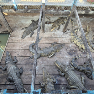 162-Chong-Kneas-Floating-Village