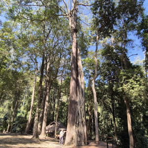 160-Doi-Suthep-Pui-Park