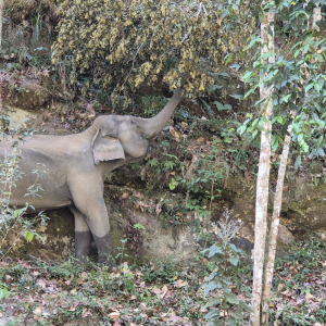 185-the-wild-elephant-camp