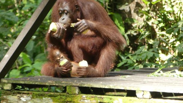 Borneo-Malaysia